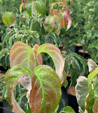 Cornus florida 'Erica's Appalachian Sunrise' - Flowering Dogwood from Pleasant Run Nursery