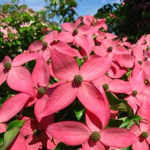 Cornus kousa Scarlet Fire®