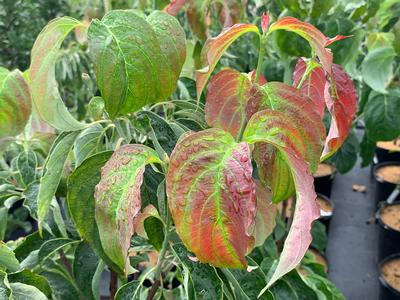 Cornus florida 'Erica's Appalachian Sunrise' - Flowering Dogwood from Pleasant Run Nursery