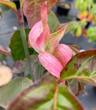 Cornus florida 'Erica's Appalachian Sunrise' - Flowering Dogwood from Pleasant Run Nursery