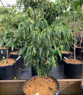 Cornus kousa 'Little Poncho' - Kousa Dogwood from Pleasant Run Nursery