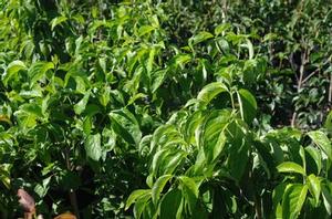 Cornus florida Plena