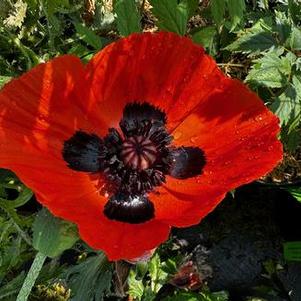 Papaver oriental Fruit Punch