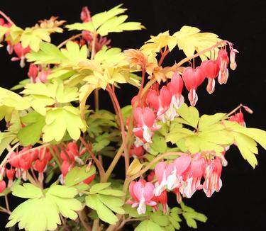 Dicentra spectabilis Ruby Gold - Bleeding Hearts (Photo Terra Nova Nurseries, Inc.)