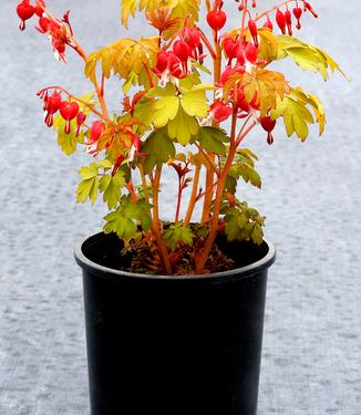 Dicentra spectabilis Ruby Gold - Bleeding Hearts (Photo Terra Nova Nurseries, Inc.)