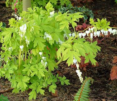 Dicentra spectabilis White Gold - Bleeding Hearts (Photo Terra Nova Nurseries, Inc.)