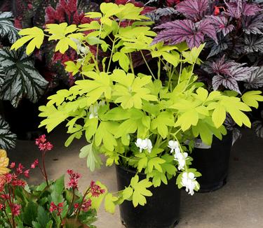 Dicentra spectabilis White Gold - Bleeding Hearts (Photo Terra Nova Nurseries, Inc.)