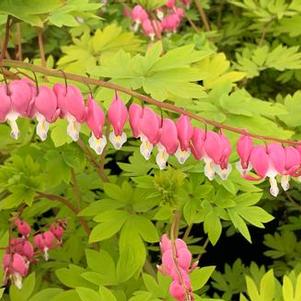 Dicentra spectabilis Gold Heart