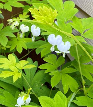 Dicentra spectabilis White Gold - Bleeding Hearts (Photo Terra Nova Nurseries, Inc.)