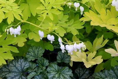 Dicentra spectabilis White Gold - Bleeding Hearts (Photo Terra Nova Nurseries, Inc.)