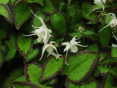 Epimedium grandiflorum var. higoense Bandit - Barrenwort (Photo-Rijnbeek and Son)