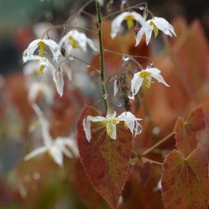 Epimedium stellulatum Wudang Star