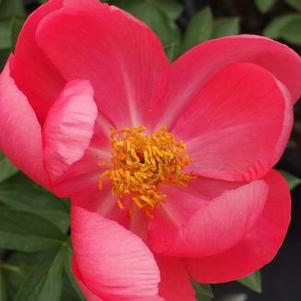 Paeonia Flame