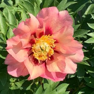 Paeonia x Itoh Old Rose Dandy