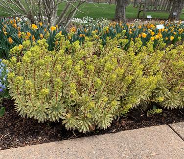 Euphorbia x 'martinii Ascot Rainbow' - Martin's Spurge from Pleasant Run Nursery