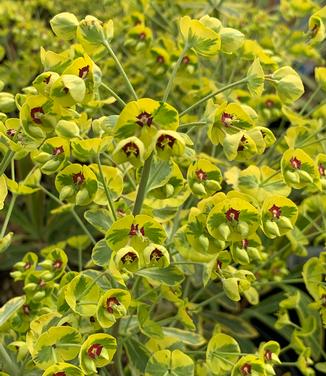 Euphorbia x martinii 'Ascot Rainbow' - Martin's Spurge from Pleasant Run Nursery
