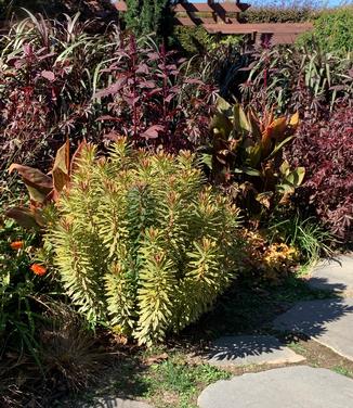 Euphorbia x martinii 'Ascot Rainbow' - Martin's Spurge (@ Chanticleer Gardens)