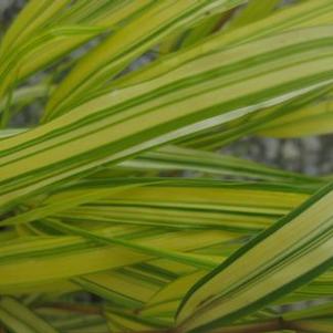 Hakonechloa macra Aureola