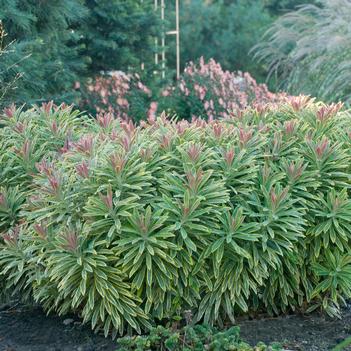 Euphorbia x 'martinii Ascot Rainbow' - Martin's Spurge (Photo Walters Gardens, Inc.)