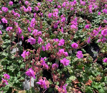 Geranium x cantabrigiense 'Karmina' - Cambridge Geranium from Pleasant Run Nursery