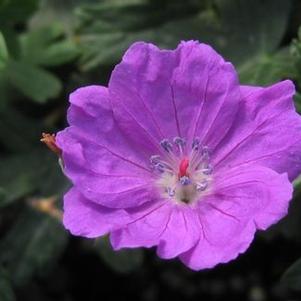 Geranium sanguineum Max Frei