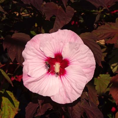 Hibiscus x Summerific® 'Perfect Storm'