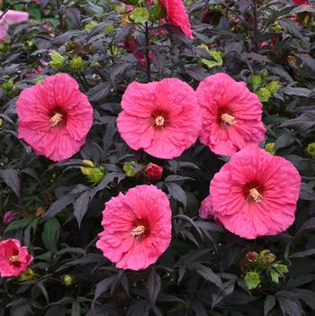 Hibiscus x Summerific Evening Rose - Rose Mallow (Photo Walters Gardens, Inc.)