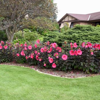 Hibiscus x Summerific Evening Rose - Rose Mallow (Photo Walters Gardens, Inc.)