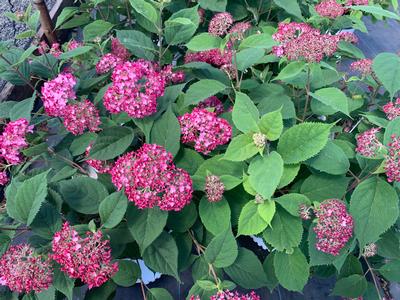 Hydrangea arborescens Invincibelle® Ruby