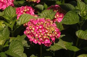 Hydrangea macrophylla Summer Crush®