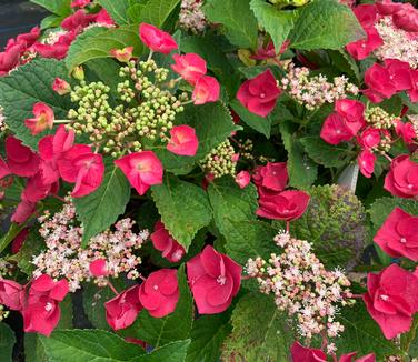 Hydrangea macrophylla 'Cherry Explosion' - Bigleaf Hydrangea from Pleasant Run Nursery