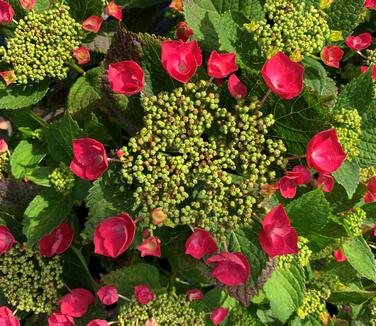 Hydrangea macrophylla Cherry Explosion - Bigleaf Hydrangea from Pleasant Run Nursery