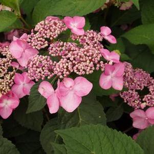 Hydrangea macrophylla Twist 'n' Shout®