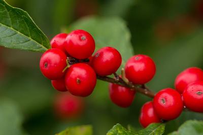 Ilex verticillata Wildfire - Winterberry Holly (Photo Bailey's Nursery)