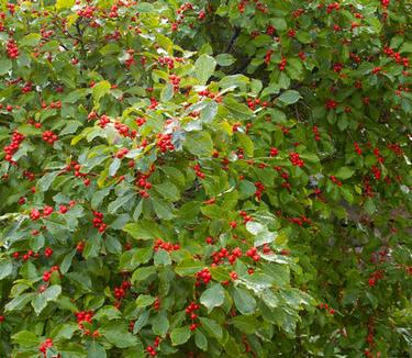 Ilex verticillata Wildfire - Winterberry Holly (Photo Bailey's Nursery)