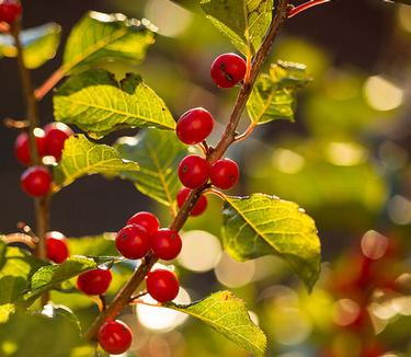 Ilex verticillata Wildfire - Winterberry Holly (Photo Bailey's Nursery)