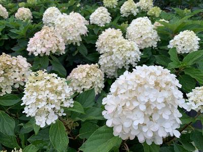 Hydrangea paniculata Fire Light Tidbit® - Hardy Hydrangea from Pleasant Run Nursery