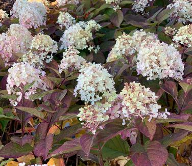 Hydrangea paniculata Fire Light Tidbit® - Hardy Hydrangea from Pleasant Run Nursery