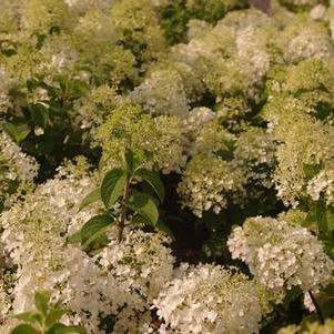 Hydrangea paniculata Bobo®