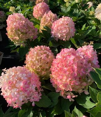 Hydrangea paniculata Fire Light Tidbit® - Hardy Hydrangea from Pleasant Run Nursery