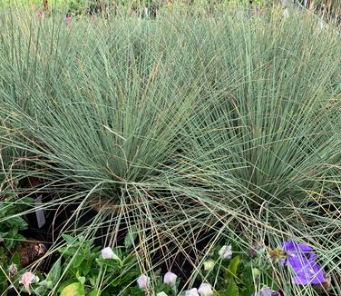 Juncus inflexus Blue Arrows - Blue Rush (Photo: Hoffman Nursery)