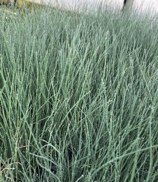 Juncus inflexus Blue Arrows - Blue Rush (Photo: Hoffman Nursery)