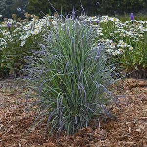 Schizachyrium scoparium Twilight Zone