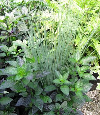 Juncus inflexus Blue Arrows - Blue Rush (Photo: Hoffman Nursery)