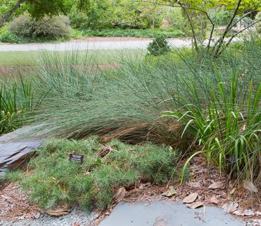 Juncus inflexus Blue Arrows - Blue Rush (Photo: Hoffman Nursery)