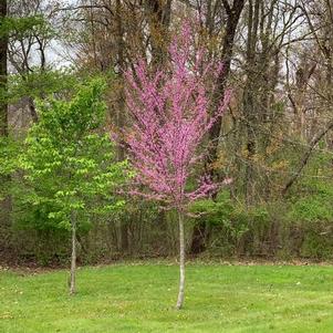 Cercis canadensis Summer's Tower™
