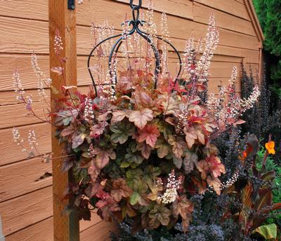 Heucherella x Redstone Falls - Heucherella (Photo TERRA NOVA Nurseries, Inc.)