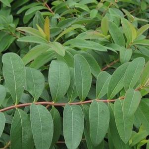 Hypericum calycinum 