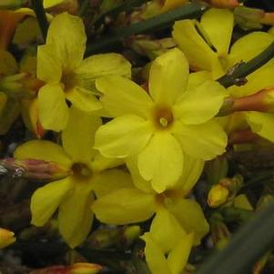 Jasminum nudiflorum 