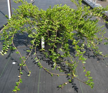 Lonicera pileata - Privet Honeysuckle